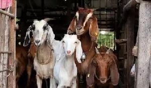 Goat Farming service