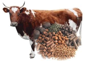 Cattle Feed