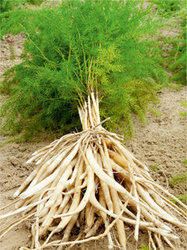 Asparagus Racemosus DRY ROOTS