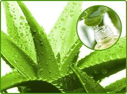 Aloe Vera Extract