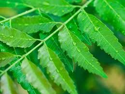 Neem Leaves