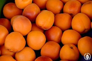 Apricot Oil