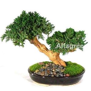 Bonsai Plants