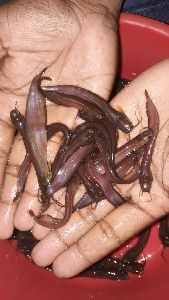 Singhi fish seeds