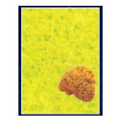 Sea Sponge (Natural)