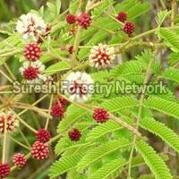 Live Fencing Plant