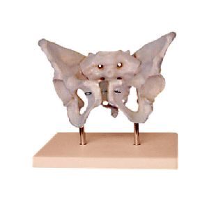 Female Pelvis Model