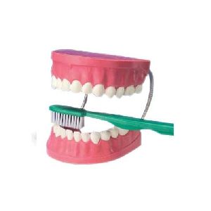 Giant Dental Care Model with Toothbrush