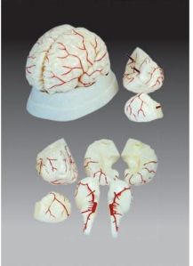 Human Brain with Arteries Model