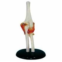 Human Elbow Joint Model