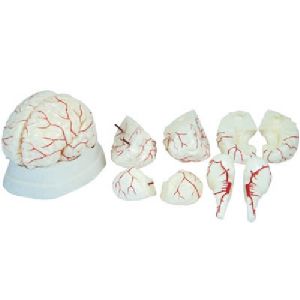 XC-308 -Human Brain Model