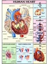 Human Physiology Chart