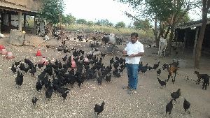 Kadaknath Birds