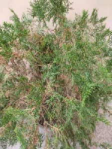 Bonsai Plants