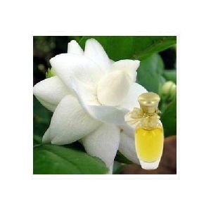 Motia Perfume Fragrance