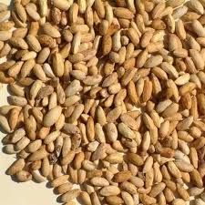 Neem Seed