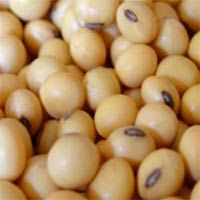 SOYABEANS SEED