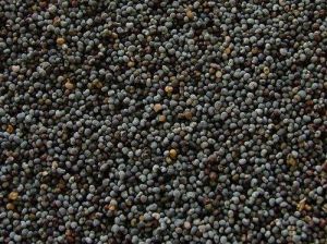 Indian Shatavari Herbal Seeds