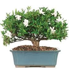 Bonsai Plants