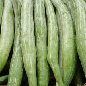 Fresh Snake Gourd