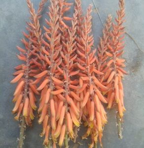 Red Aloe Vera Plant