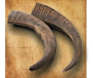 buffalo horn tip