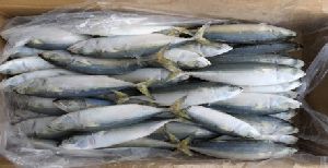 Frozen Indian Mackerel Fish