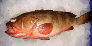 Frozen Reef Cod Whole Fish