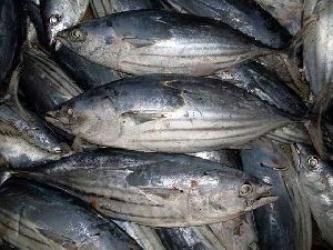 Frozen Skipjack Tuna Fish