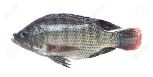 Frozen Tilapia Fish