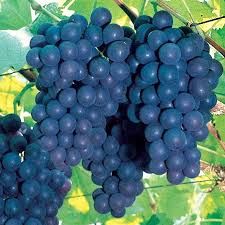 Fresh Blue Grapes