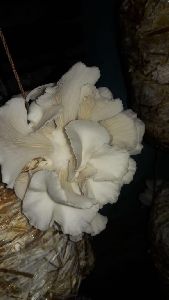 Oyster Mushroom