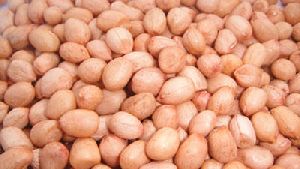 Groundnut