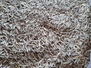 Cumin Seeds