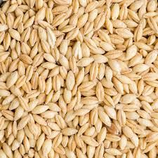 Barley Seeds