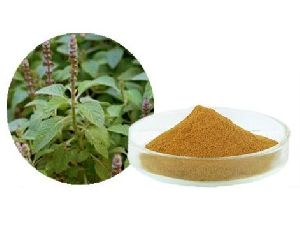 Coleus Forskohlii Extract