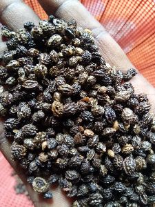 Papaya seed organic