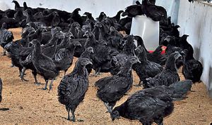 kadaknath Live Chicken