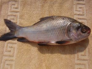 Catla Fish