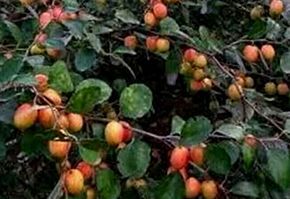 Thai Apple Ber Plant
