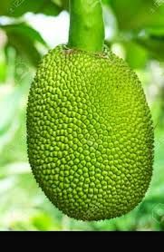 Green Jackfruit Plants