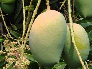 Kesar Mango Plants