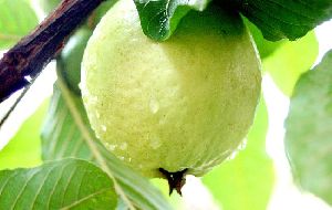 Punjabi Guava Plants