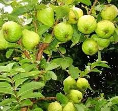 Thailand Guava Plants