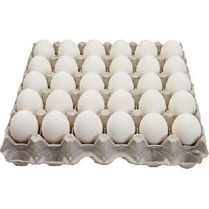 White Chicken Eggs