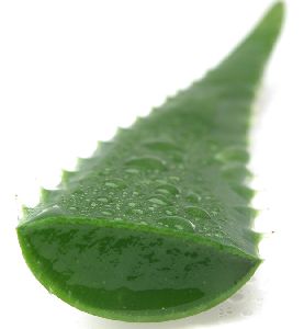 Fresh Aloe Vera Leaves