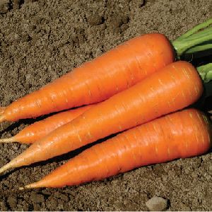 Fresh Carrot