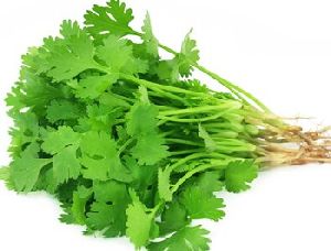 Fresh Coriander Leaves