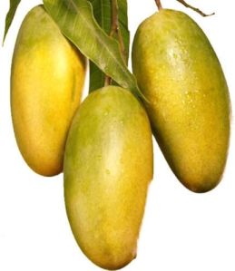 Fresh Dasheri Mango