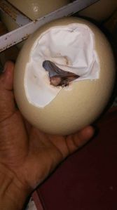 Ostrich Egg